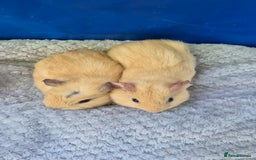Guinea Pig rodents for sale: Guinea pig boars - Image 6