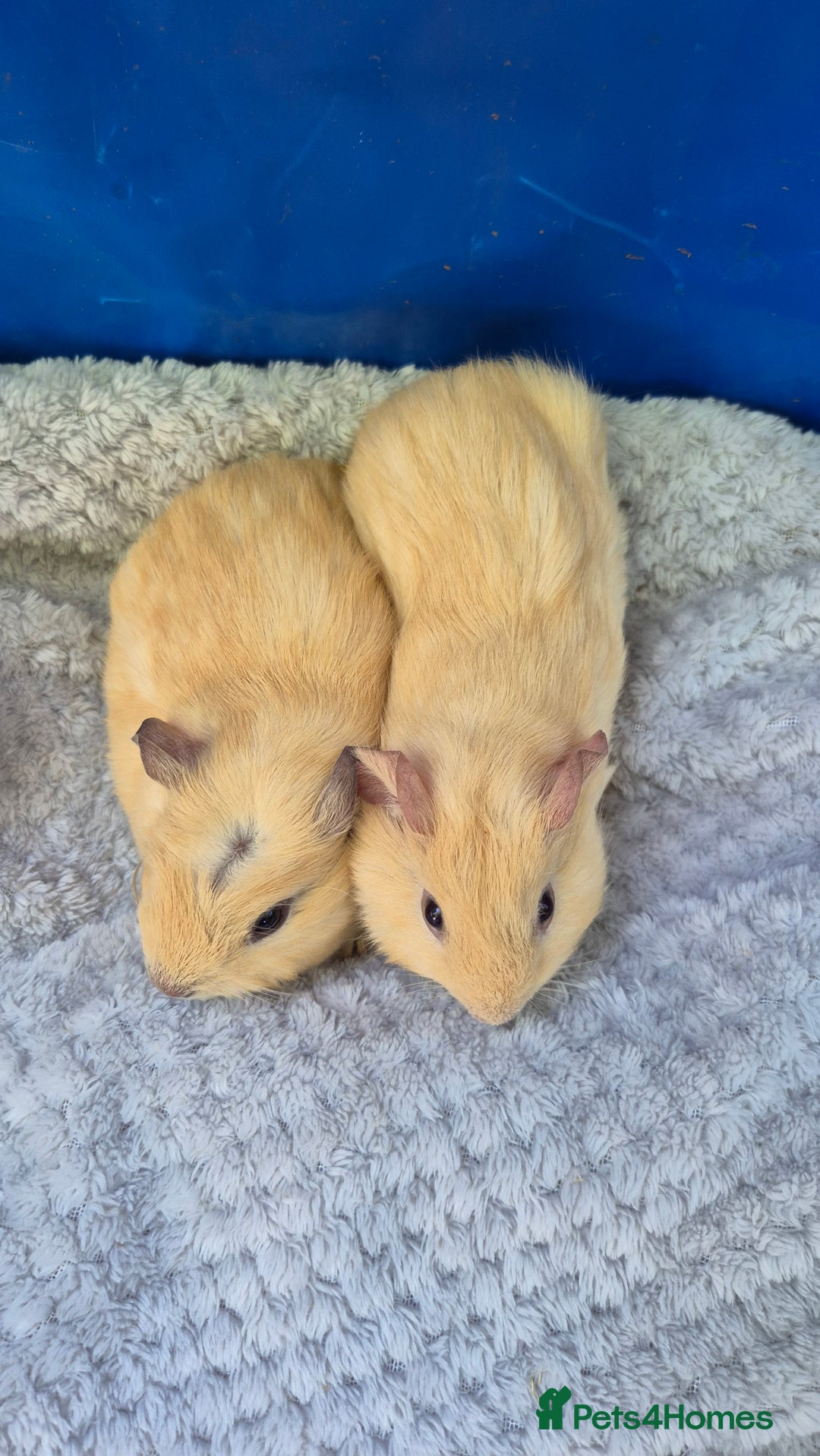 Guinea Pig rodents for sale: Guinea pig boars - Image 6
