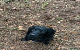 Cocker Spaniel dogs for sale: Fun & affectionate cocker spaniels ready 21st Aug - Image 11