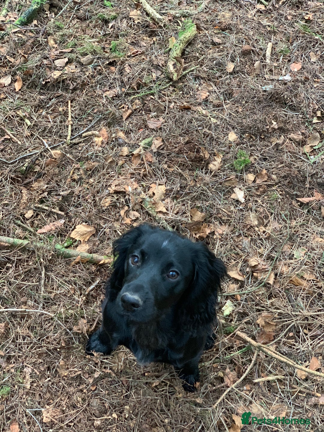 Cocker Spaniel dogs for sale: Fun & affectionate cocker spaniels ready 21st Aug - Image 11