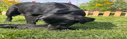Labrador Retriever dogs for sale: Beautiful Labrador Puppies - Advert 2