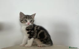 Mixed Breed cats for sale: Gorgeous tabby kittens are looking for new home  - Image 18