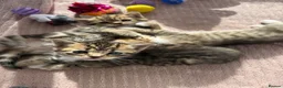 Persian cats for sale: X6 Persian Cross - beautiful fluffy kittens - Advert 11