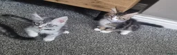 Maine Coon cats for sale: Tica!! Amazing kittens - Advert 19