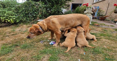 Labrador Retriever dogs - Advert 5