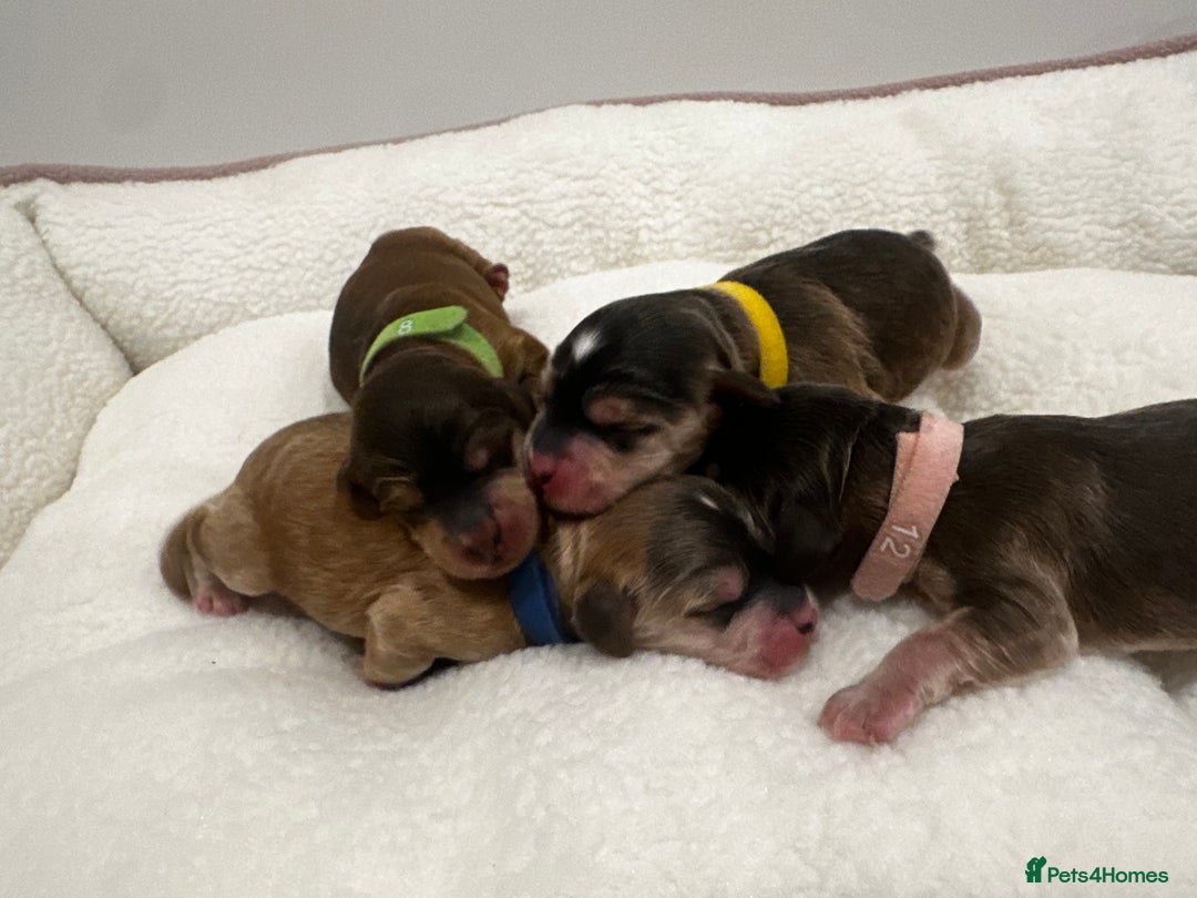 Cockapoo dogs for sale: 🌟 Premium F1 Miniature Cockapoo Puppies 🌟 - Advert 7