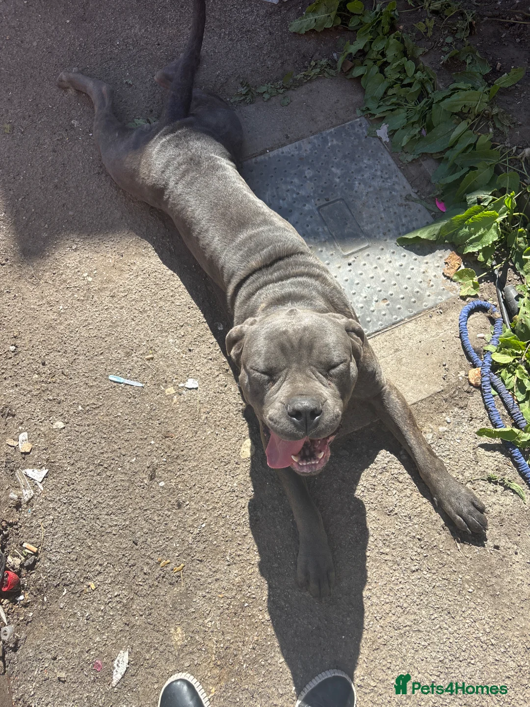 Cane Corso dogs for sale: Cane corso female  - Advert 2