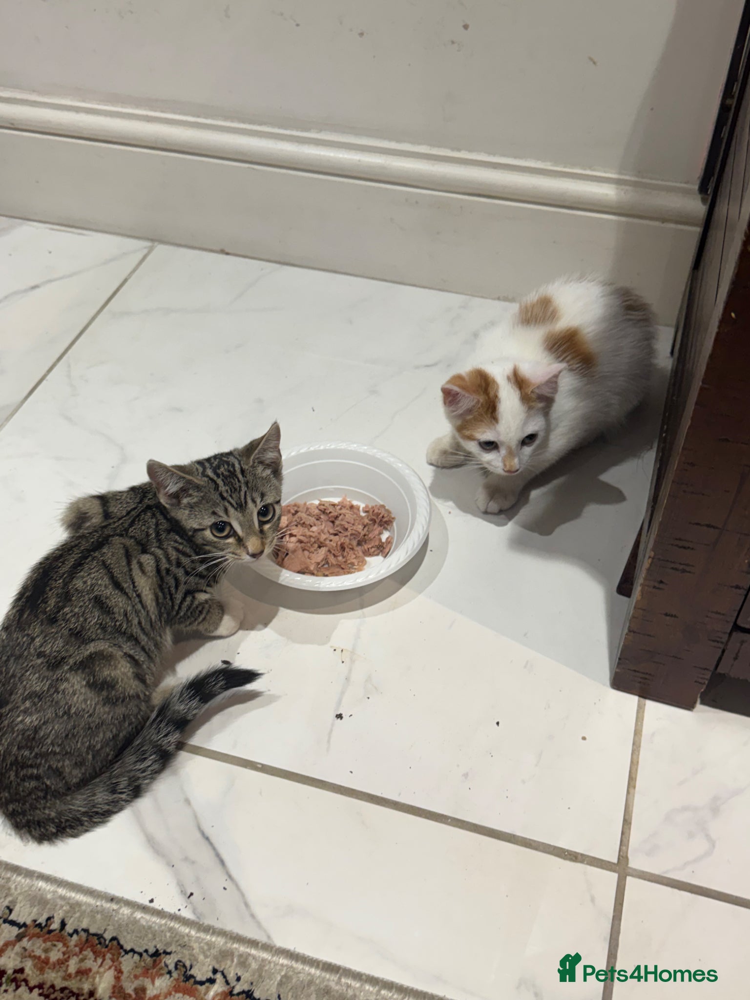 Mixed Breed cats Two Mixed-Breed Maggie Kittens - Advert 1