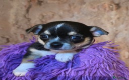 Chihuahua dogs for sale: CHIHUAHUA PUPPY  - Advert 1