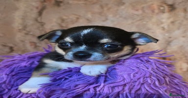 Chihuahua dogs CHIHUAHUA PUPPY  - Advert 5