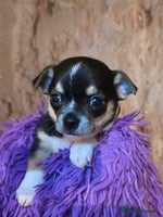 Chihuahua dogs CHIHUAHUA PUPPY - Advert 5