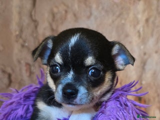 Chihuahua dogs CHIHUAHUA PUPPY - Advert 8