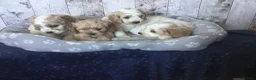 Mixed Breed dogs for sale: Adorable Cockalierpoo pups ( so cute) - Advert 12