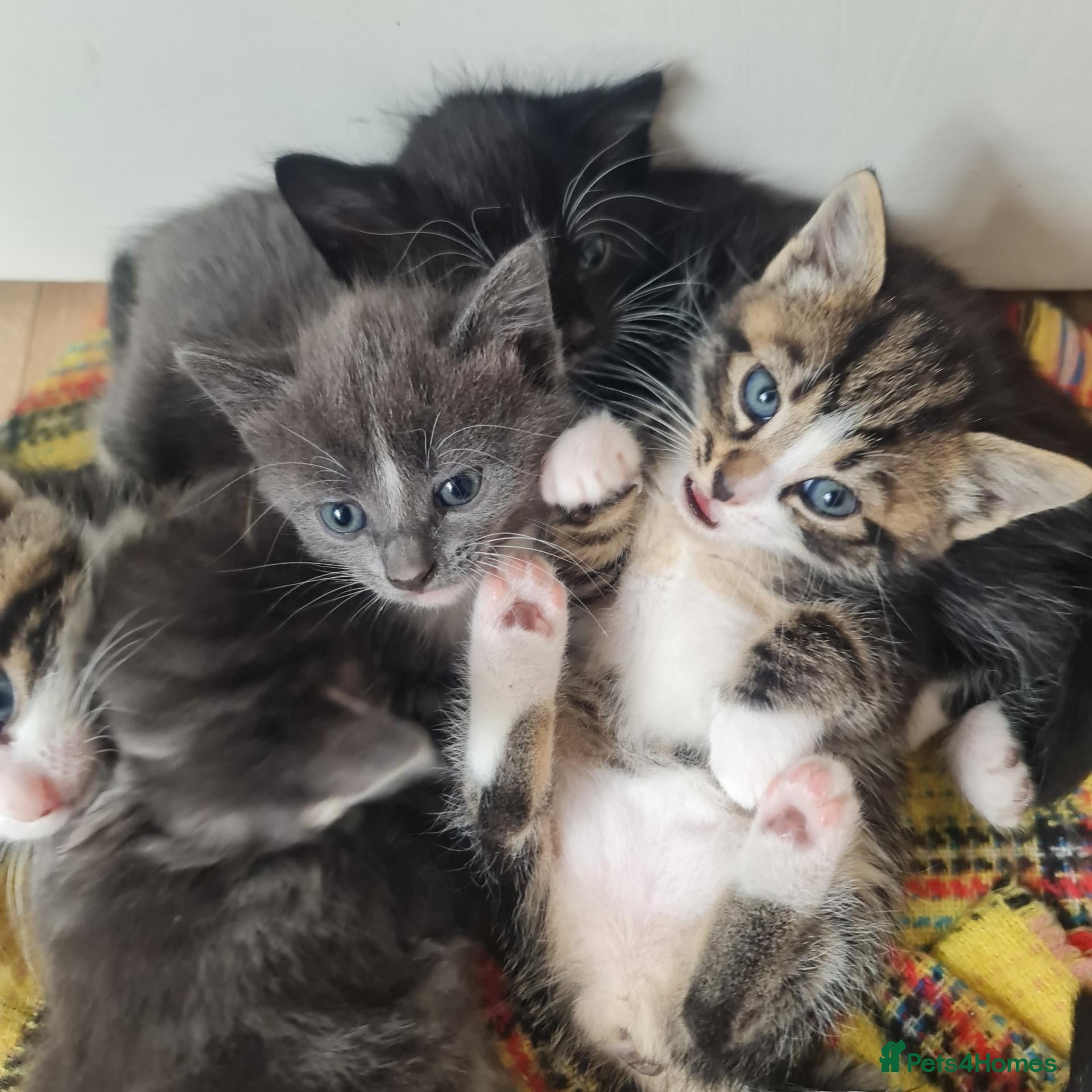 Mixed Breed cats Kittens - Advert 4