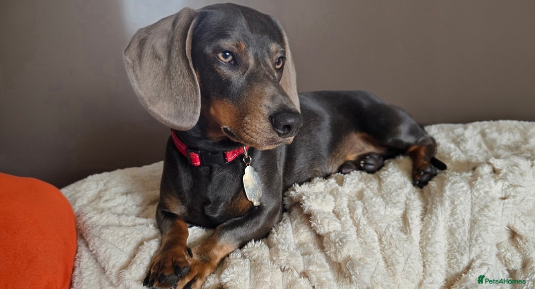 Dachshund dogs for stud: For Stud - Image 9