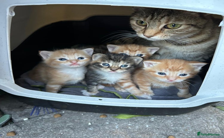 Thai cats - Advert 1