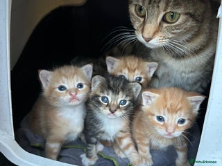 Thai cats - Advert 1