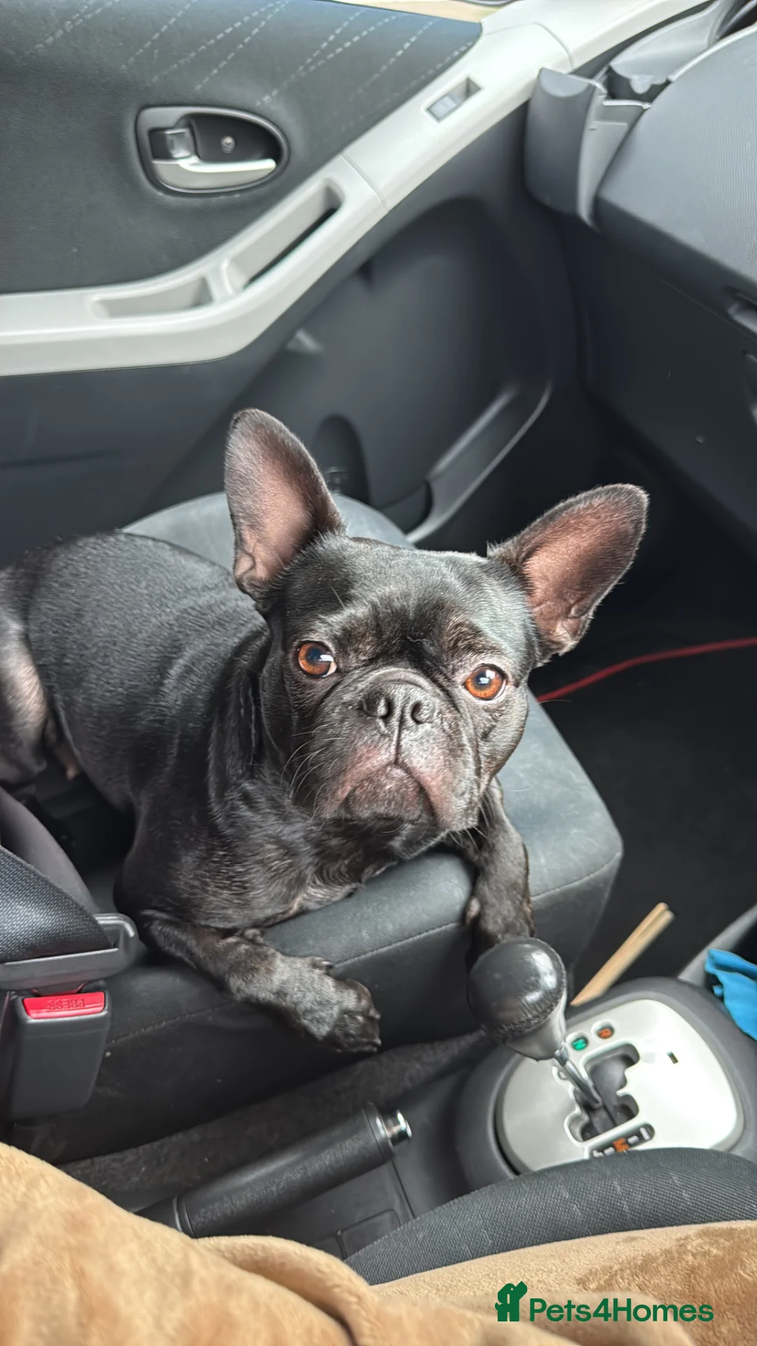 Mixed Breed dogs for sale: French/Boston looking for a new home  - Advert 2