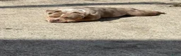 American Bully dogs for sale: Pocket Bully looking for loving home - Advert 4