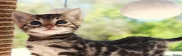 Bengal cats for sale: CUTE BENGAL FEMALE (TICA REG) - Advert 21