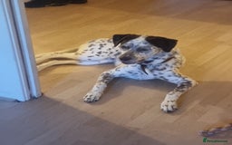 Mixed Breed dogs for sale: Husky/ dalmatian free - Image 1