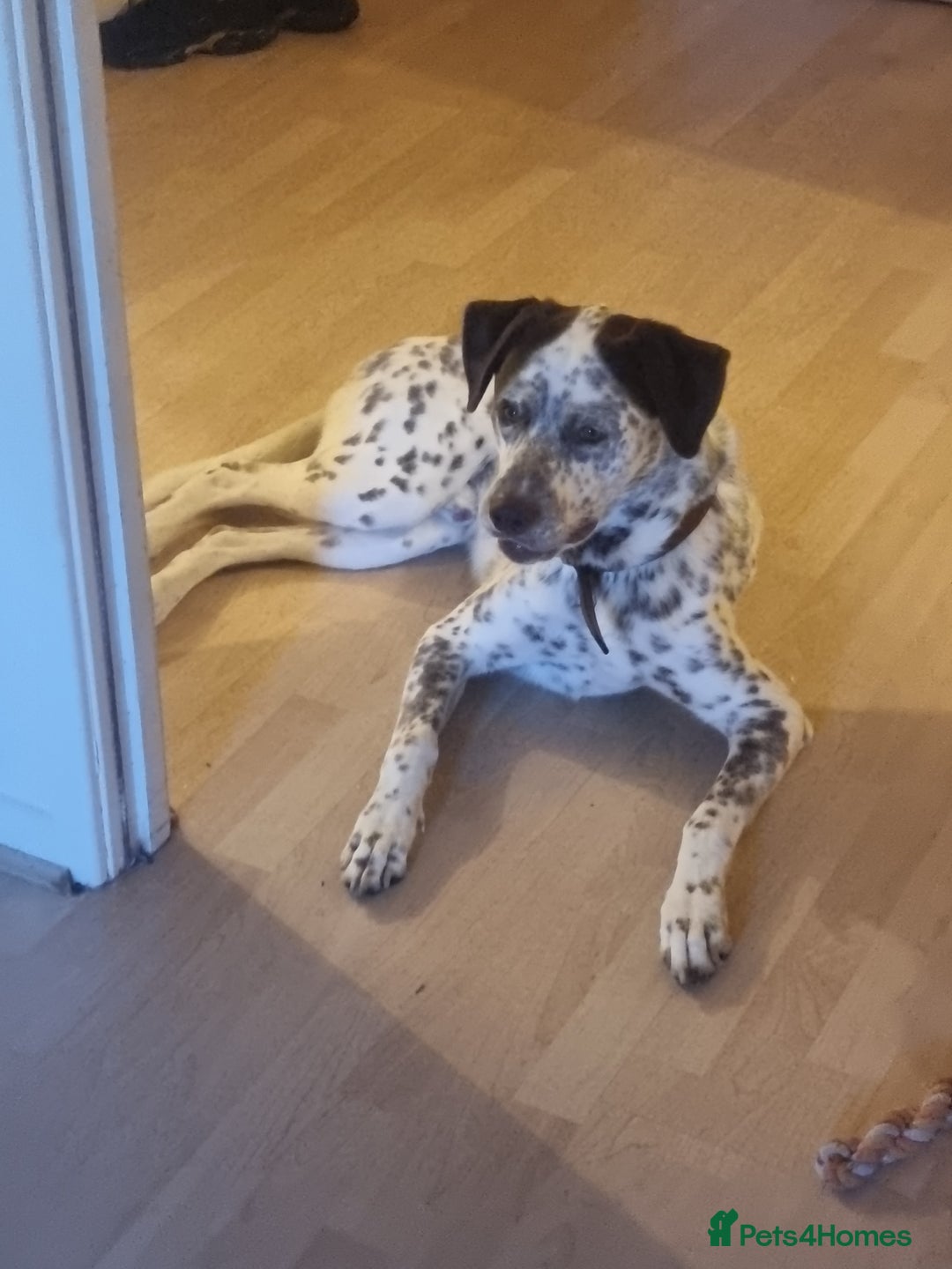 Mixed Breed dogs for sale: Husky/ dalmatian free - Image 1