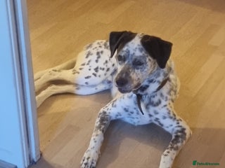 Mixed Breed dogs Husky/ dalmatian - Advert 8