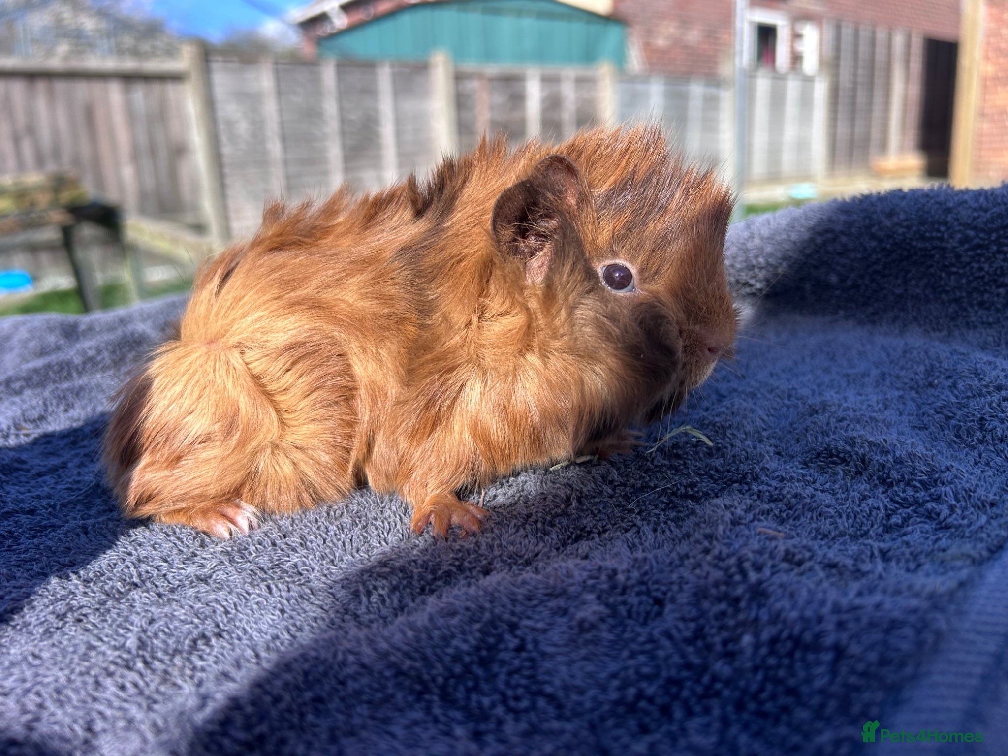 Guinea Pig rodents Beautiful long haired guinea pigs to reserve  - Advert 2
