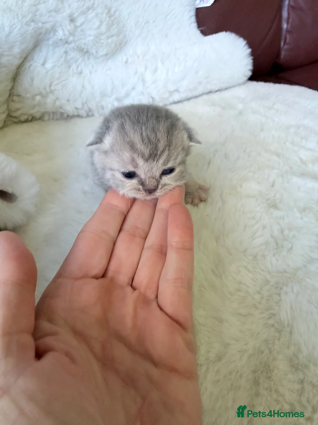 British Shorthair cats for sale: GCCF British shorthair kittens  - Advert 1