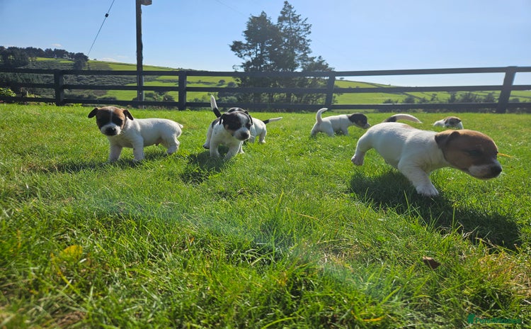 Jack Russell dogs - Advert 2