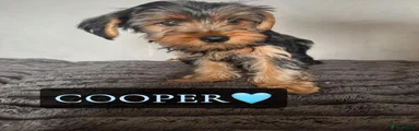 Cooper
