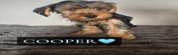 Yorkshire Terrier dogs for sale: Yorkshire Terrier Puppies - Advert 12