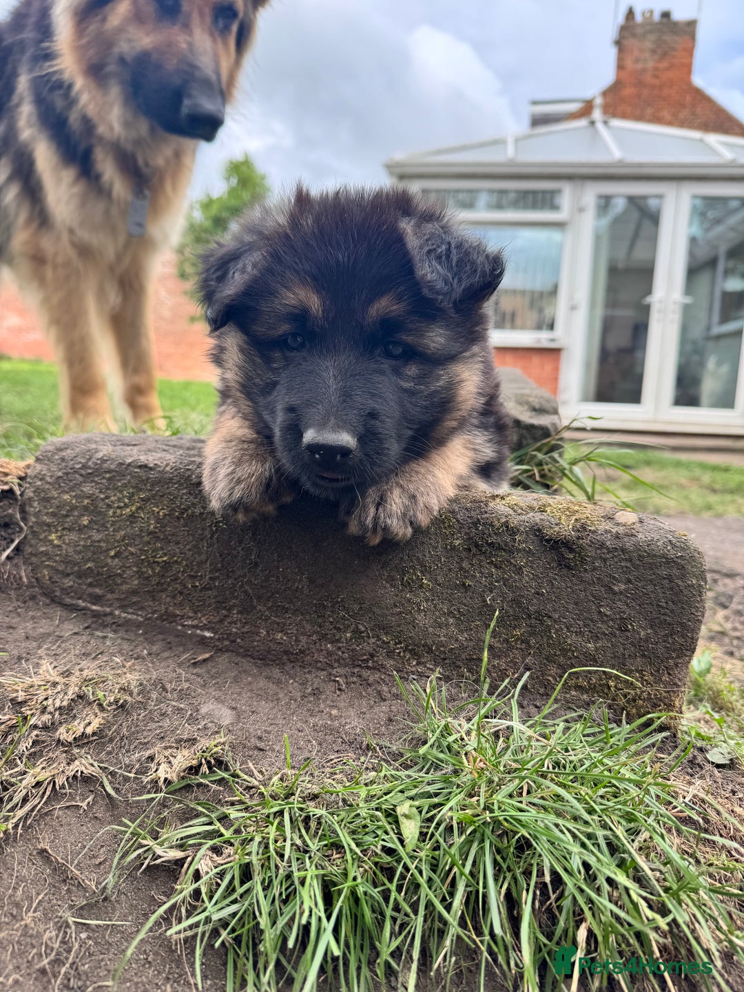 German Shepherd dogs for sale: German shepherd puppies  - Image 5