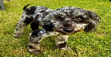 Poodle dogs - Advert 3