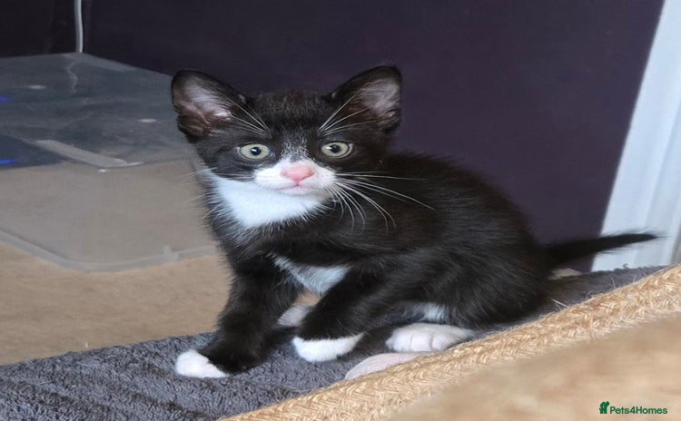 Mixed Breed cats - Advert 7