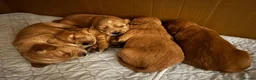 Cocker Spaniel dogs for stud: Kai - Desert Seeker Nithvalley for public Stud - Advert 6