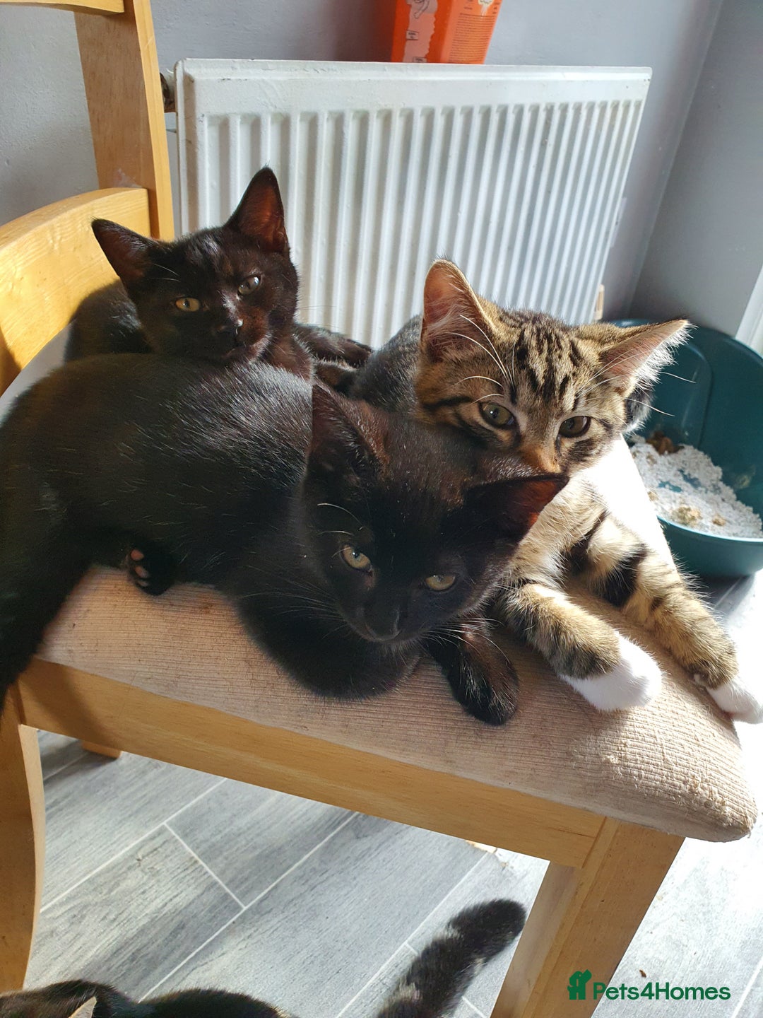 Mixed Breed cats for sale: 1 Male, 3x Female kittens - Image 7