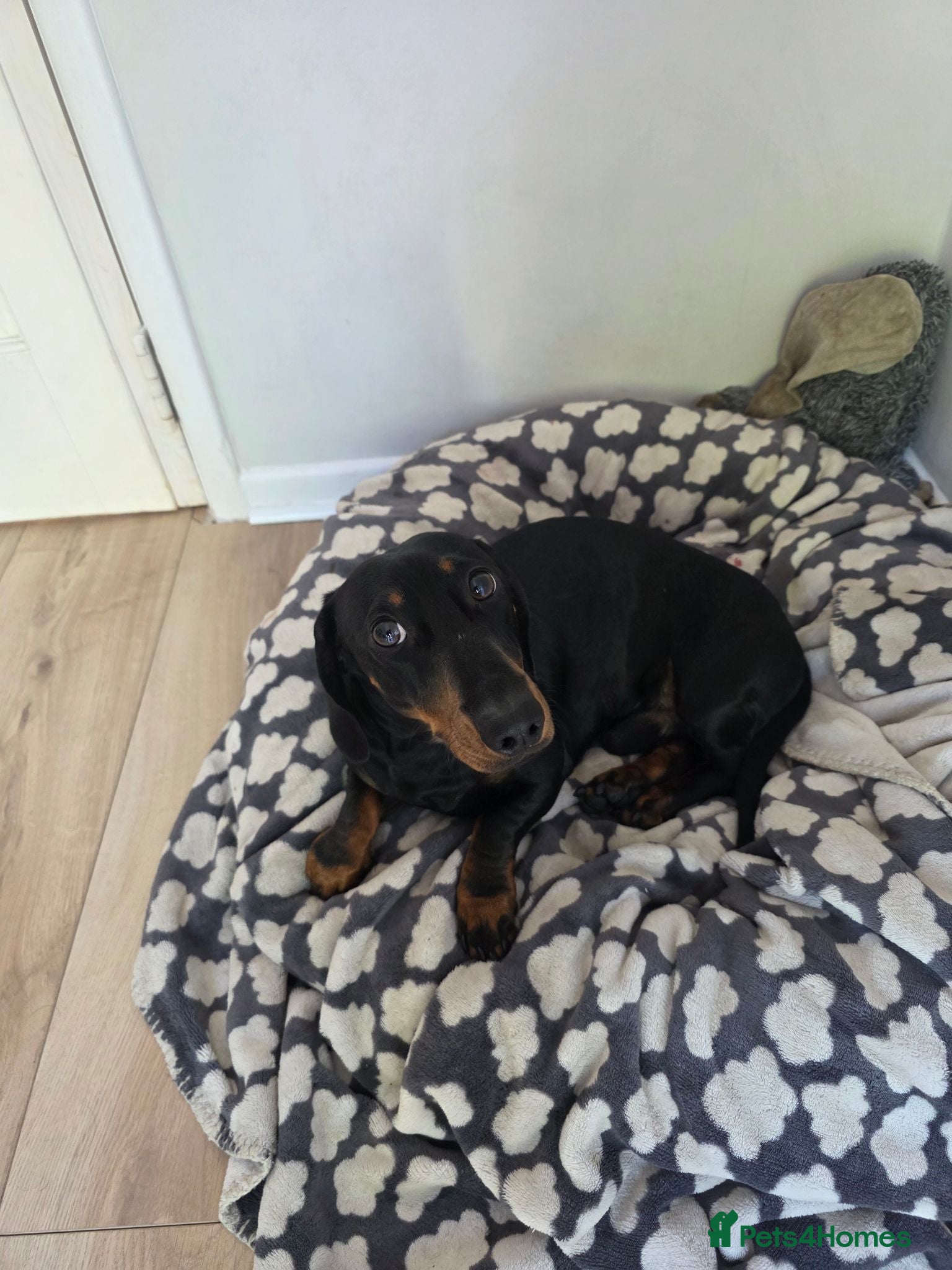Dachshund dogs Sully 2 year old sausage  - Advert 1