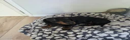 Dachshund dogs for sale: Sully 2 year old sausage  - Advert 1