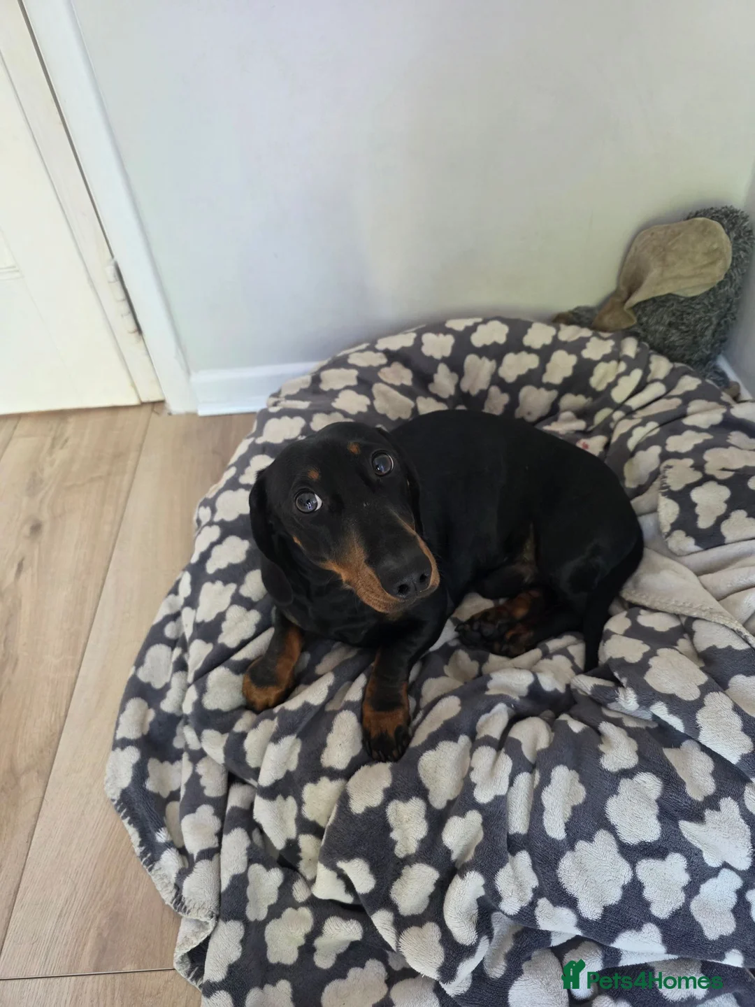 Dachshund dogs for sale: Sully 2 year old sausage  - Advert 1