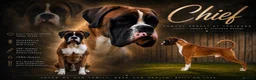 Boxer dogs for stud: KC Reg & Fully Health Tested Flashy Male For Stud - Advert 1