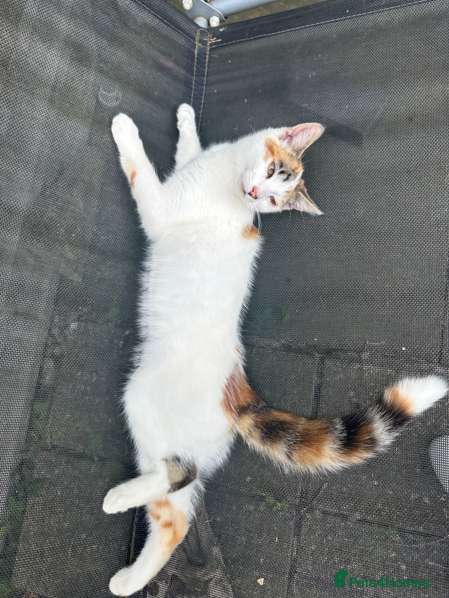 Mixed Breed cats Beautiful kitties - Advert 15