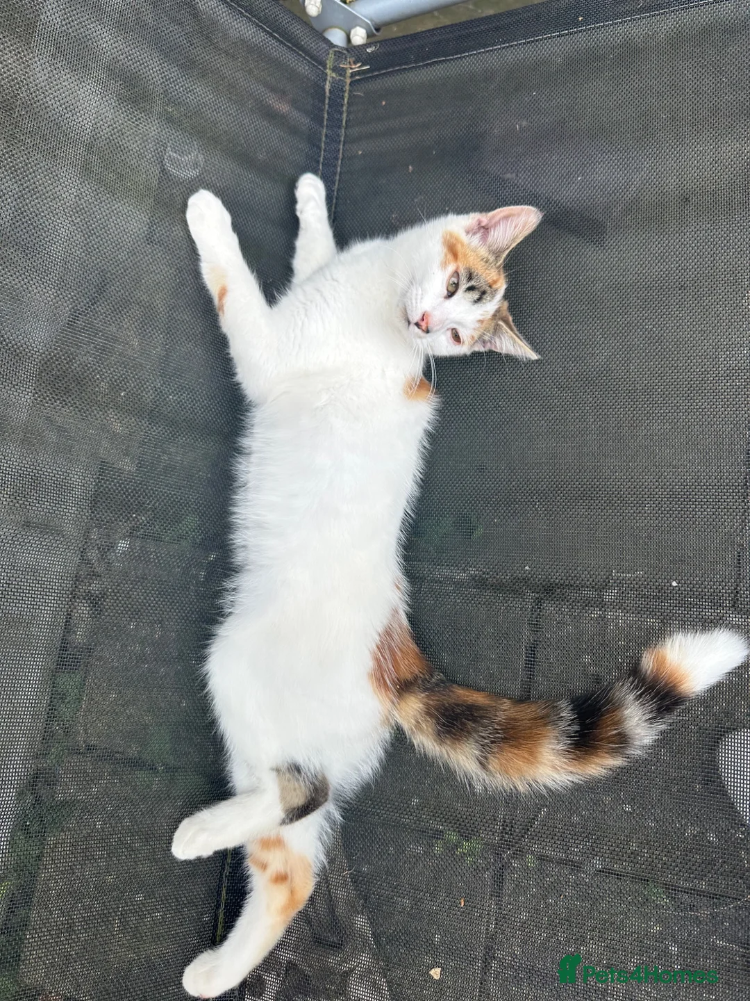 Mixed Breed cats for sale: Beautiful kitties - Advert 2