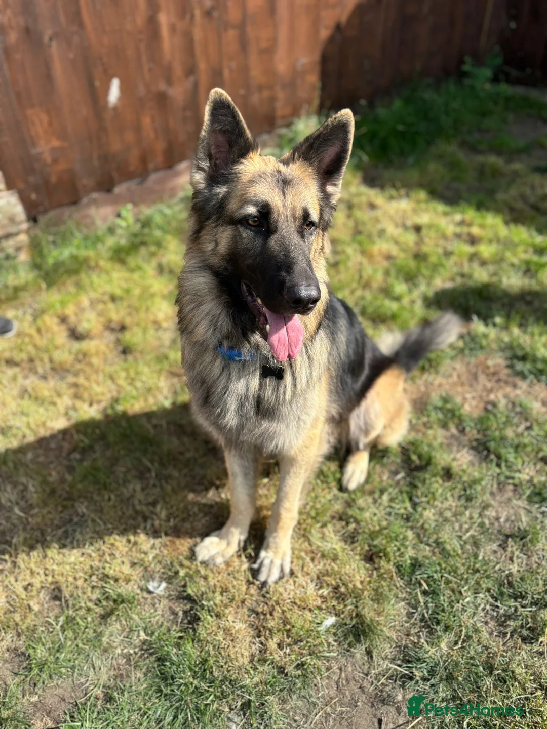 German Shepherd dogs for sale: Loki the German shepherd  - Advert 2