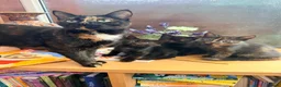 Mixed Breed cats for sale: Adorable Kittens looking for fur-ever homes - Advert 1