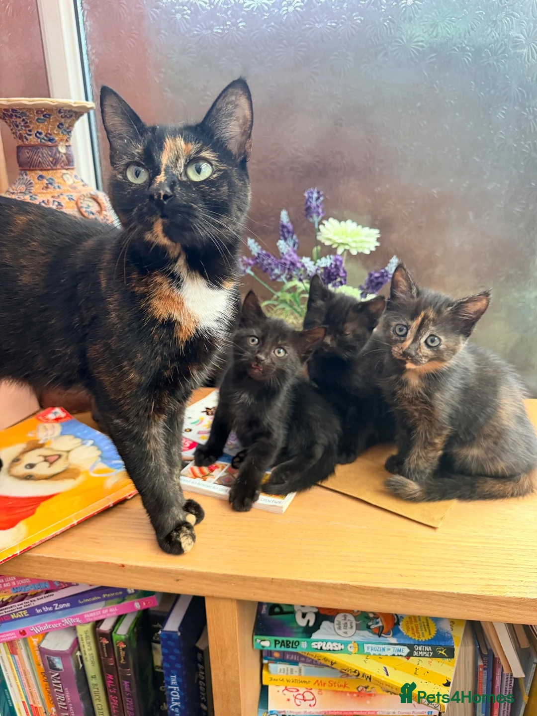 Mixed Breed cats for sale: Adorable Kittens looking for fur-ever homes - Advert 1