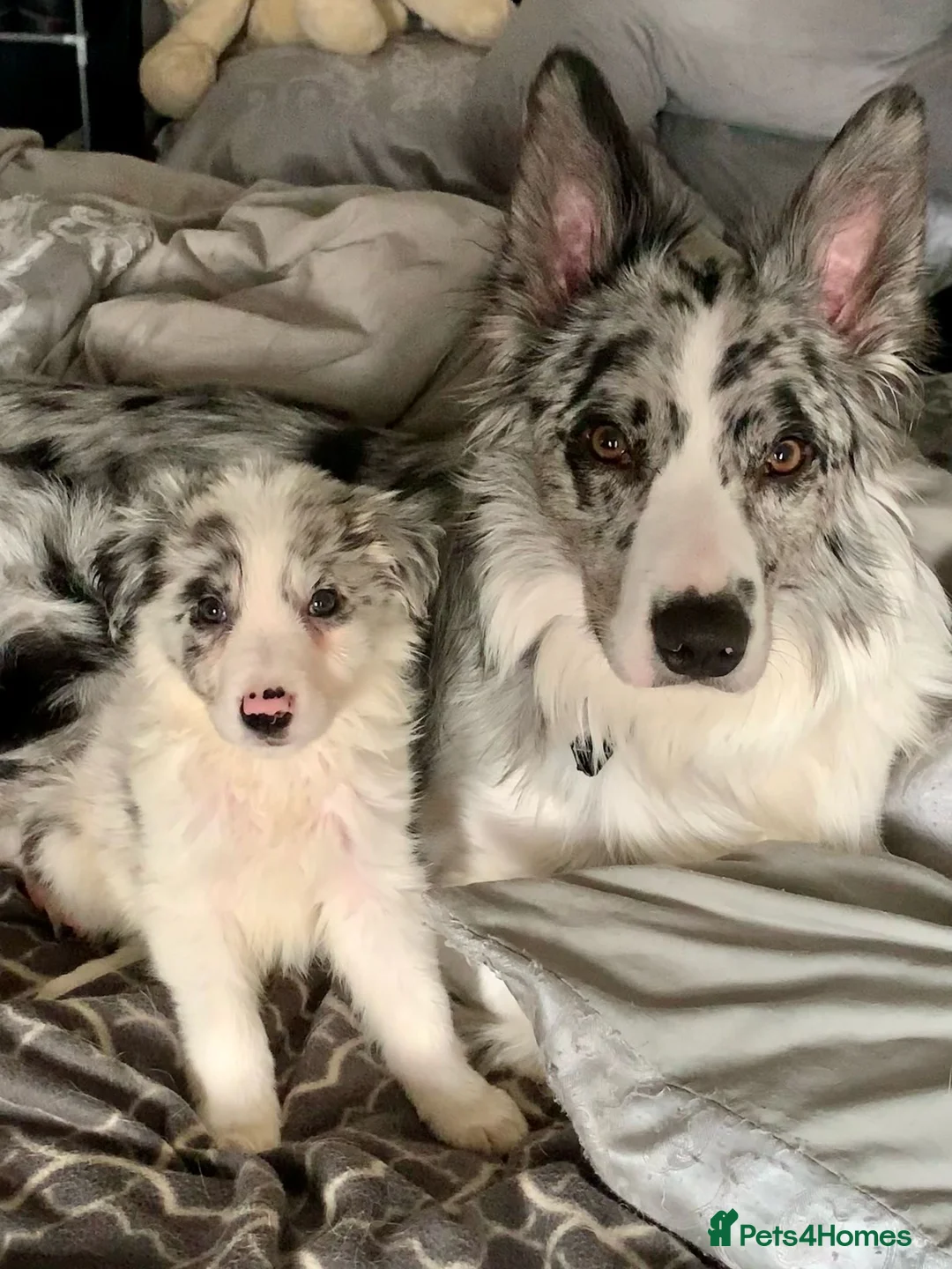 Border Collie dogs for stud: PROVEN! STUD ONLY! Stunning Merle Border Collie. in Coventry - Advert 8