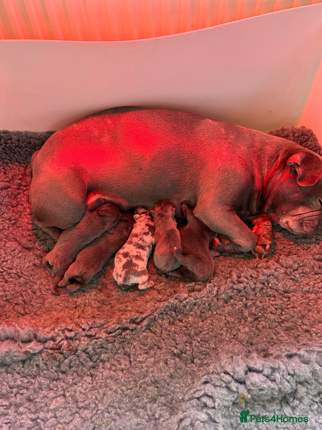French Bulldog dogs for sale: French bulldog puppies - Advert 9