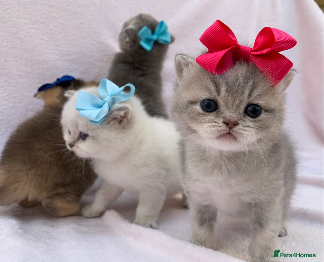 British Shorthair cats for sale: 💕Pedigree GCCF blue golden British shorthair - Image 5
