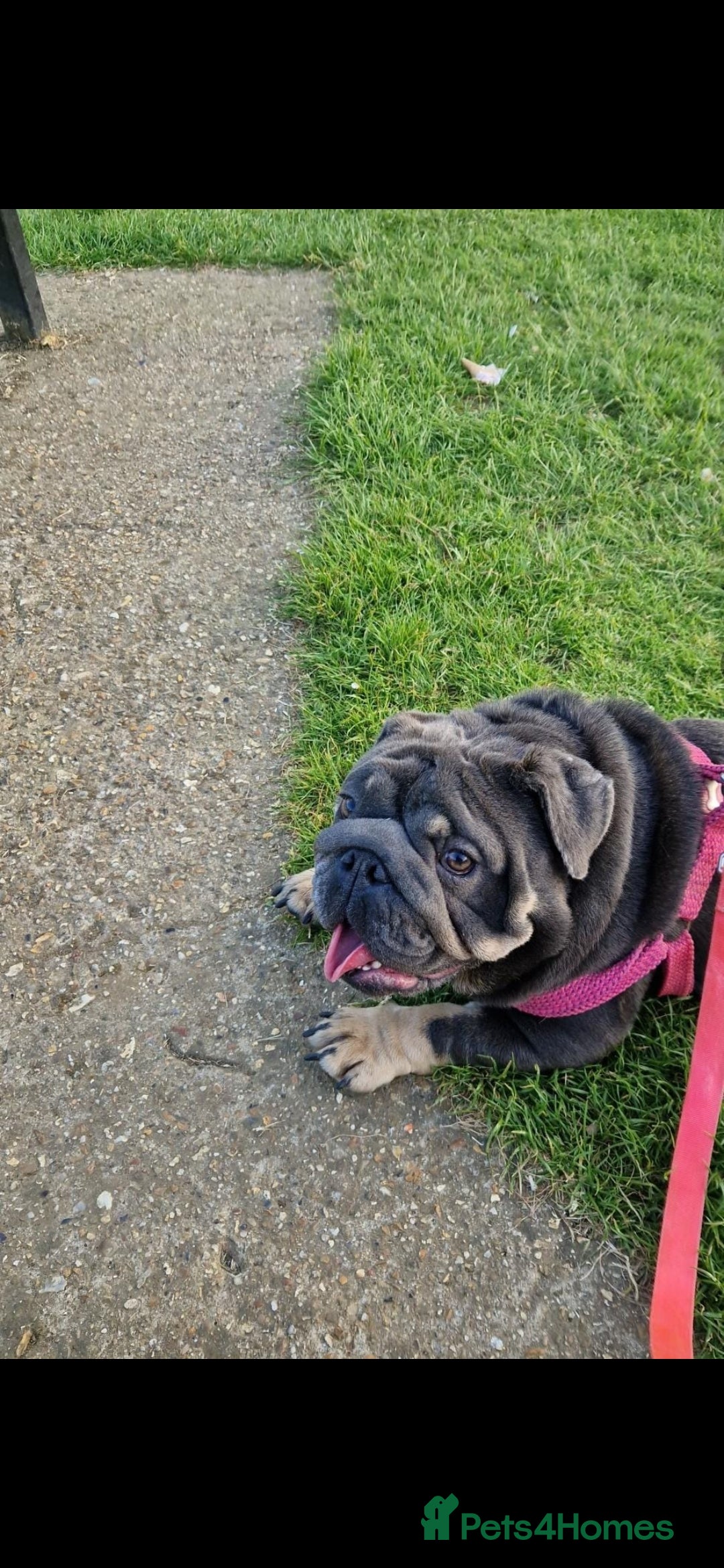 English Bulldog dogs for sale: Outstanding English bulldog puppies  - Image 17